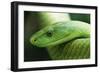 Western Green Mamba Snake-null-Framed Photographic Print