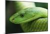 Western Green Mamba Snake-null-Mounted Photographic Print