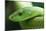 Western Green Mamba Snake-null-Mounted Photographic Print