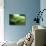 Western Green Mamba Snake-null-Photographic Print displayed on a wall