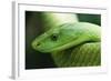 Western Green Mamba Snake-null-Framed Photographic Print