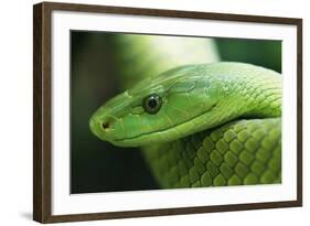 Western Green Mamba Snake-null-Framed Photographic Print