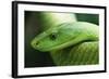 Western Green Mamba Snake-null-Framed Photographic Print