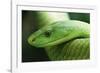 Western Green Mamba Snake-null-Framed Photographic Print