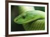 Western Green Mamba Snake-null-Framed Photographic Print