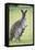 Western Grey Kangaroo Mother and Joey-null-Framed Stretched Canvas