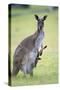 Western Grey Kangaroo Mother and Joey-null-Stretched Canvas