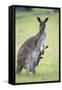 Western Grey Kangaroo Mother and Joey-null-Framed Stretched Canvas