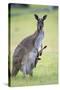 Western Grey Kangaroo Mother and Joey-null-Stretched Canvas