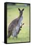 Western Grey Kangaroo Mother and Joey-null-Framed Stretched Canvas