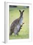 Western Grey Kangaroo Mother and Joey-null-Framed Photographic Print