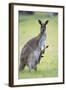 Western Grey Kangaroo Mother and Joey-null-Framed Photographic Print