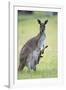 Western Grey Kangaroo Mother and Joey-null-Framed Photographic Print