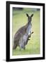 Western Grey Kangaroo Mother and Joey-null-Framed Photographic Print