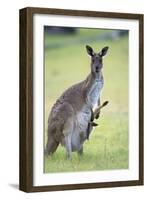 Western Grey Kangaroo Mother and Joey-null-Framed Photographic Print