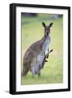 Western Grey Kangaroo Mother and Joey-null-Framed Photographic Print