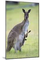 Western Grey Kangaroo Mother and Joey-null-Mounted Photographic Print