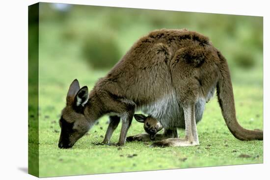 Western Grey Kangaroo Mother Eating Grass with Joey in Pocket-null-Stretched Canvas