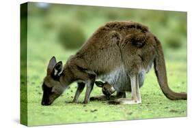 Western Grey Kangaroo Mother Eating Grass with Joey in Pocket-null-Stretched Canvas