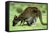 Western Grey Kangaroo Mother Eating Grass with Joey in Pocket-null-Framed Stretched Canvas