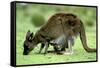 Western Grey Kangaroo Mother Eating Grass with Joey in Pocket-null-Framed Stretched Canvas