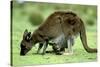 Western Grey Kangaroo Mother Eating Grass with Joey in Pocket-null-Stretched Canvas