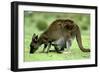 Western Grey Kangaroo Mother Eating Grass with Joey in Pocket-null-Framed Photographic Print