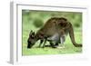 Western Grey Kangaroo Mother Eating Grass with Joey in Pocket-null-Framed Photographic Print