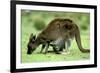 Western Grey Kangaroo Mother Eating Grass with Joey in Pocket-null-Framed Photographic Print