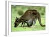 Western Grey Kangaroo Mother Eating Grass with Joey in Pocket-null-Framed Photographic Print