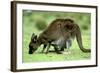 Western Grey Kangaroo Mother Eating Grass with Joey in Pocket-null-Framed Photographic Print