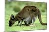 Western Grey Kangaroo Mother Eating Grass with Joey in Pocket-null-Mounted Photographic Print