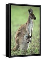 Western Grey Kangaroo with Joey in Pouch-null-Framed Stretched Canvas