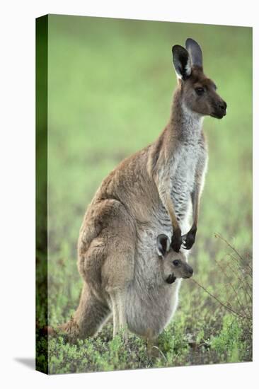 Western Grey Kangaroo with Joey in Pouch-null-Stretched Canvas