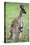 Western Grey Kangaroo with Joey in Pouch-null-Stretched Canvas