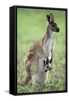 Western Grey Kangaroo with Joey in Pouch-null-Framed Stretched Canvas