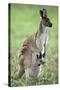 Western Grey Kangaroo with Joey in Pouch-null-Stretched Canvas