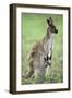 Western Grey Kangaroo with Joey in Pouch-null-Framed Premium Photographic Print