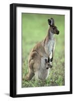 Western Grey Kangaroo with Joey in Pouch-null-Framed Premium Photographic Print