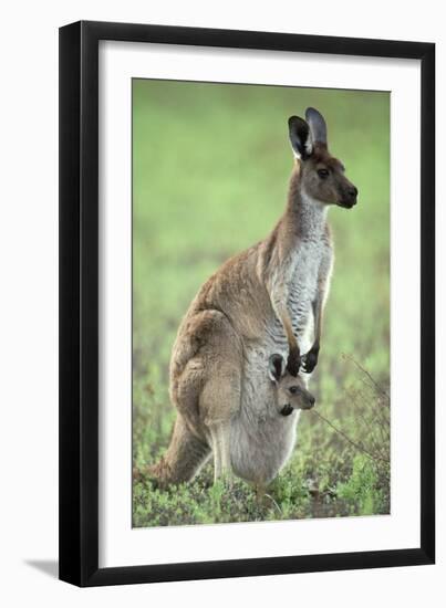 Western Grey Kangaroo with Joey in Pouch-null-Framed Premium Photographic Print