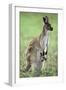Western Grey Kangaroo with Joey in Pouch-null-Framed Premium Photographic Print