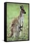 Western Grey Kangaroo with Joey in Pouch-null-Framed Stretched Canvas