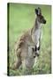 Western Grey Kangaroo with Joey in Pouch-null-Stretched Canvas