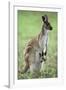 Western Grey Kangaroo with Joey in Pouch-null-Framed Photographic Print