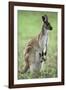 Western Grey Kangaroo with Joey in Pouch-null-Framed Photographic Print