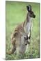 Western Grey Kangaroo with Joey in Pouch-null-Mounted Photographic Print