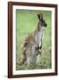 Western Grey Kangaroo with Joey in Pouch-null-Framed Photographic Print