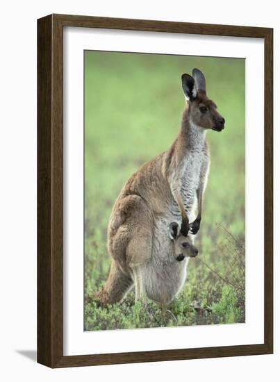 Western Grey Kangaroo with Joey in Pouch-null-Framed Photographic Print