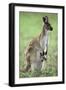 Western Grey Kangaroo with Joey in Pouch-null-Framed Photographic Print