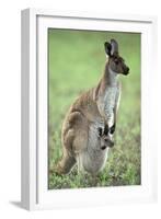 Western Grey Kangaroo with Joey in Pouch-null-Framed Photographic Print